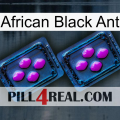 African Black Ant 03